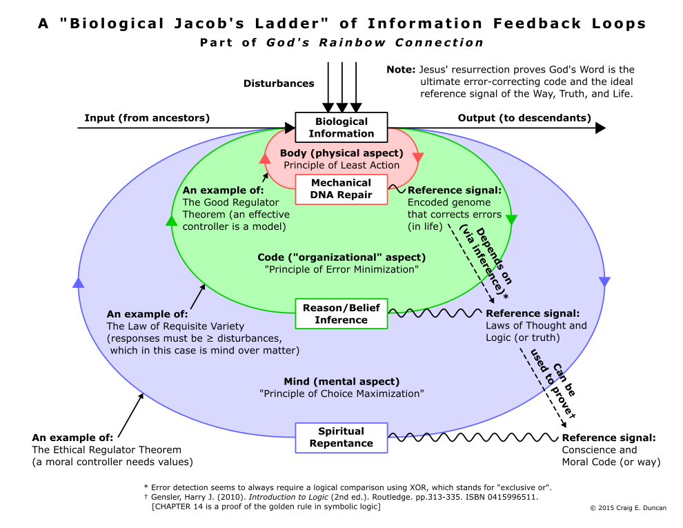 A "Biological Jacob's Ladder" of Information Feedback Loops