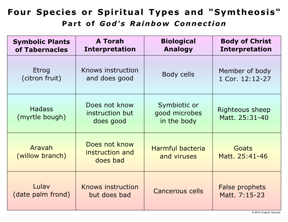 Four Species Or Spiritual Types And "Symtheosis"